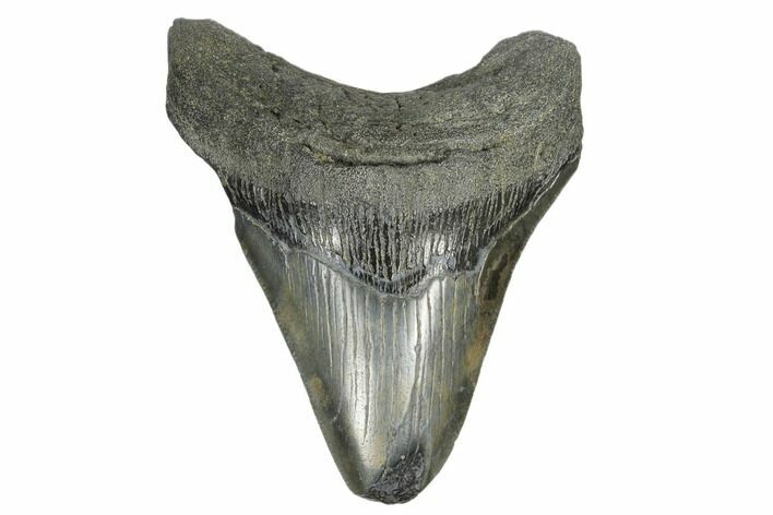3.91" Fossil Megalodon Tooth - Feeding Damaged Tip